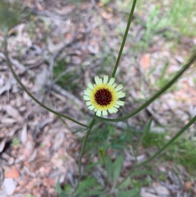 Tolpis barbata (Yellow Hawkweed) at Bruce Ridge - 7 Nov 2020 by KazzaC