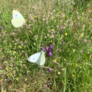 Linaria pelisseriana at O'Connor, ACT - 7 Nov 2020 12:51 PM