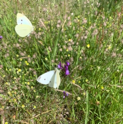 Linaria pelisseriana (Pelisser's Toadflax) at O'Connor, ACT - 7 Nov 2020 by KazzaC