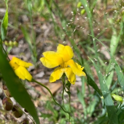 Goodenia pinnatifida (Scrambled Eggs) at Bruce Ridge - 7 Nov 2020 by KazzaC