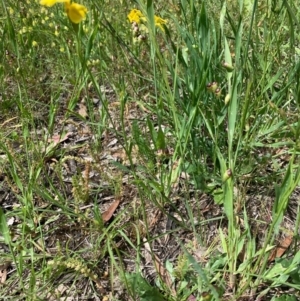 Goodenia pinnatifida at Lyneham, ACT - 7 Nov 2020 12:46 PM