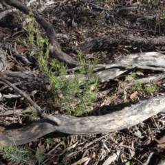 Gompholobium huegelii (pale wedge–pea) at O'Connor, ACT - 18 Oct 2020 by AndyRussell