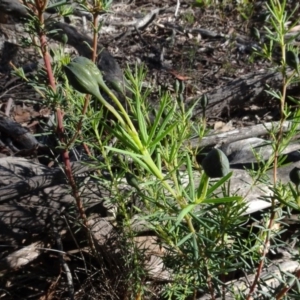 Gompholobium huegelii at O'Connor, ACT - 18 Oct 2020