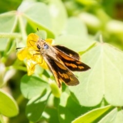 Ocybadistes walkeri (Green Grass-dart) at Chapman, ACT - 7 Nov 2020 by SWishart