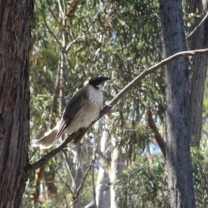 Philemon corniculatus at O'Connor, ACT - 18 Oct 2020 03:26 PM