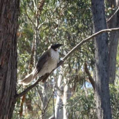Philemon corniculatus (Noisy Friarbird) at Bruce Ridge - 18 Oct 2020 by AndyRussell