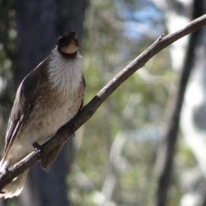 Philemon corniculatus at O'Connor, ACT - 18 Oct 2020 03:26 PM