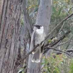 Philemon corniculatus at O'Connor, ACT - 18 Oct 2020 03:26 PM