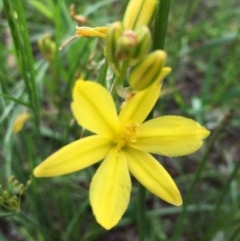 Bulbine bulbosa (Golden Lily, Bulbine Lily) at Stromlo, ACT - 8 Nov 2020 by YandR