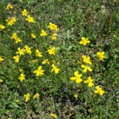 Goodenia pinnatifida (Scrambled Eggs) at Jerrabomberra, ACT - 7 Nov 2020 by Mike