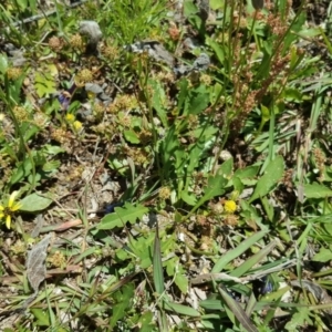 Goodenia pinnatifida at Isaacs Ridge - 7 Nov 2020