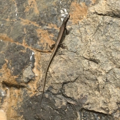 Eulamprus heatwolei (Yellow-bellied Water Skink) at Ginninderry Conservation Corridor - 7 Nov 2020 by JaneR