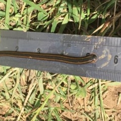 Hirudinidae sp. (family) (A Striped Leech) at Ginninderry Conservation Corridor - 7 Nov 2020 by JaneR