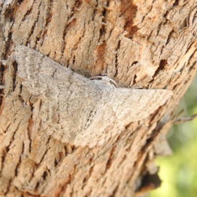 Crypsiphona ocultaria (Red-lined Looper Moth) at Forde, ACT - 7 Nov 2020 by YumiCallaway