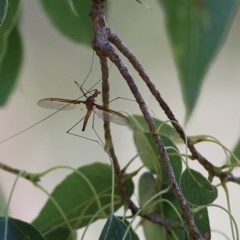 Leptotarsus (Macromastix) costalis (Common Brown Crane Fly) at Wodonga - 8 Nov 2020 by KylieWaldon