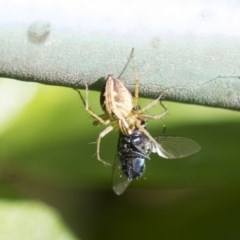 Oxyopes sp. (genus) (Lynx spider) at Higgins, ACT - 5 Nov 2020 by AlisonMilton