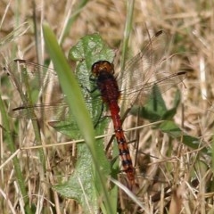 Diplacodes melanopsis (Black-faced Percher) at WREN Reserves - 7 Nov 2020 by Kyliegw