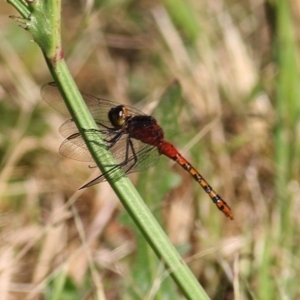 Diplacodes melanopsis at Wodonga, VIC - 8 Nov 2020