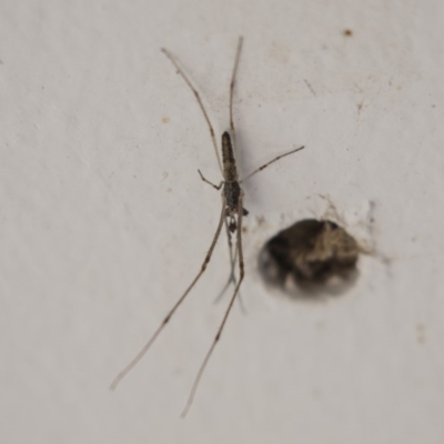 Tetragnatha sp. (genus) (Long-jawed spider) at Higgins, ACT - 6 Nov 2020 by AlisonMilton