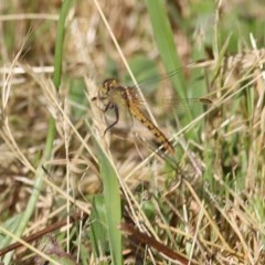 Diplacodes melanopsis (Black-faced Percher) at Wodonga, VIC - 7 Nov 2020 by Kyliegw