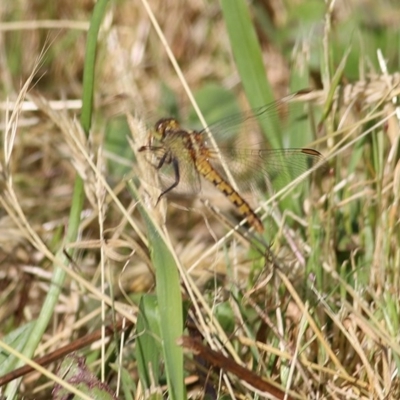 Diplacodes melanopsis (Black-faced Percher) at Wodonga, VIC - 7 Nov 2020 by Kyliegw