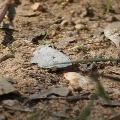Unidentified Moth (Lepidoptera) at WREN Reserves - 7 Nov 2020 by Kyliegw