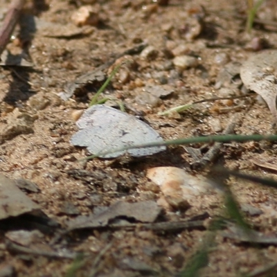 Taxeotis reserata (A Geometer moth) at Wodonga, VIC - 8 Nov 2020 by KylieWaldon