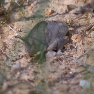 Goniaea sp. (genus) at Wodonga, VIC - 8 Nov 2020