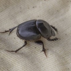 Onthophagus declivis (Declivis dung beetle) at Higgins, ACT - 6 Nov 2020 by AlisonMilton