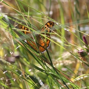 Heteronympha merope at Wodonga - 8 Nov 2020 09:55 AM