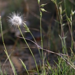 Hypochaeris glabra (Smooth Catsear) at Wodonga - 7 Nov 2020 by Kyliegw