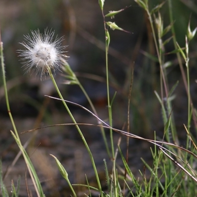 Hypochaeris glabra (Smooth Catsear) at Wodonga - 7 Nov 2020 by Kyliegw