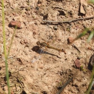 Diplacodes bipunctata at Forde, ACT - 7 Nov 2020