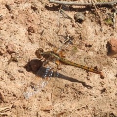 Diplacodes bipunctata at Forde, ACT - 7 Nov 2020