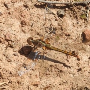 Diplacodes bipunctata at Forde, ACT - 7 Nov 2020