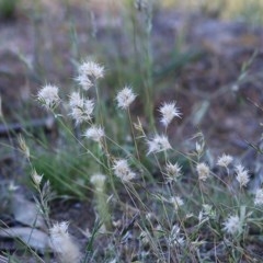 Rytidosperma sp. (Wallaby Grass) at WREN Reserves - 7 Nov 2020 by Kyliegw