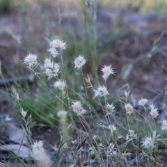 Rytidosperma sp. (Wallaby Grass) at Wodonga - 7 Nov 2020 by Kyliegw