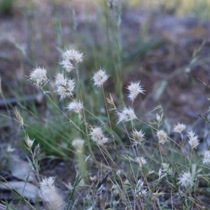 Rytidosperma sp. at Wodonga - 8 Nov 2020 09:45 AM