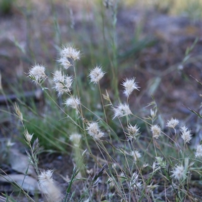 Rytidosperma sp. (Wallaby Grass) at Wodonga - 7 Nov 2020 by Kyliegw