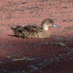 Anas gracilis (Grey Teal) at WREN Reserves - 8 Nov 2020 by KylieWaldon