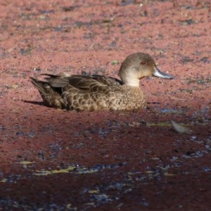 Anas gracilis at Wodonga - 8 Nov 2020 08:15 AM