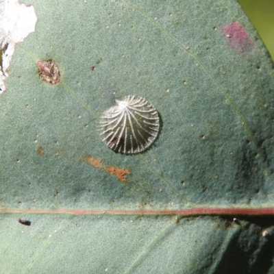 Creiis costatus (A lerp of eucalypts) at Goorooyarroo NR (ACT) - 7 Nov 2020 by YumiCallaway