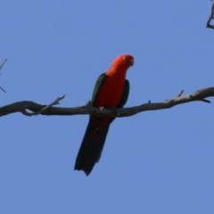 Alisterus scapularis (Australian King-Parrot) at WREN Reserves - 8 Nov 2020 by KylieWaldon