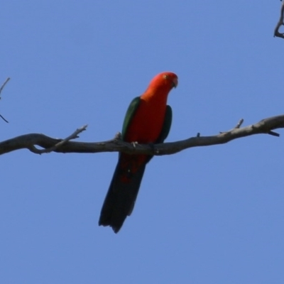Alisterus scapularis (Australian King-Parrot) at Wodonga, VIC - 7 Nov 2020 by Kyliegw