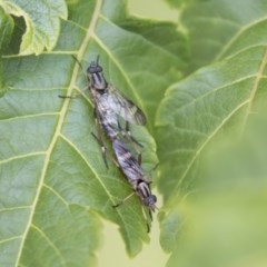 Ectinorhynchus sp. (genus) (A Stiletto Fly) at Higgins, ACT - 6 Nov 2020 by AlisonMilton