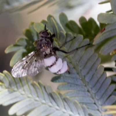 Entomophthora sp. (genus) (Puppeteer Fungus) at Cook, ACT - 28 Sep 2020 by Alison Milton