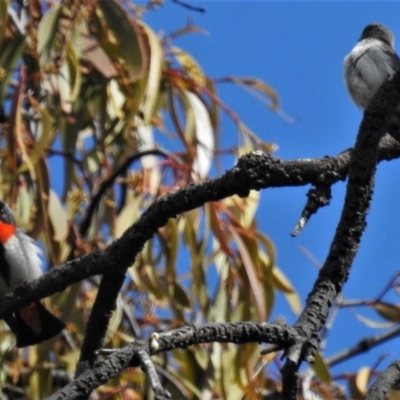 Dicaeum hirundinaceum (Mistletoebird) at Goorooyarroo NR (ACT) - 7 Nov 2020 by JohnBundock