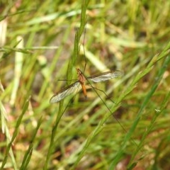 Leptotarsus (Macromastix) costalis (Common Brown Crane Fly) at Forde, ACT - 7 Nov 2020 by YumiCallaway