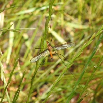 Leptotarsus (Macromastix) costalis (Common Brown Crane Fly) at Goorooyarroo NR (ACT) - 7 Nov 2020 by YumiCallaway