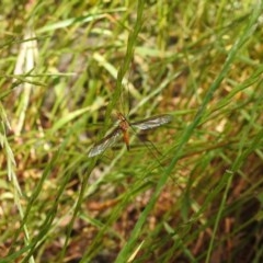 Leptotarsus (Macromastix) costalis at Forde, ACT - 7 Nov 2020